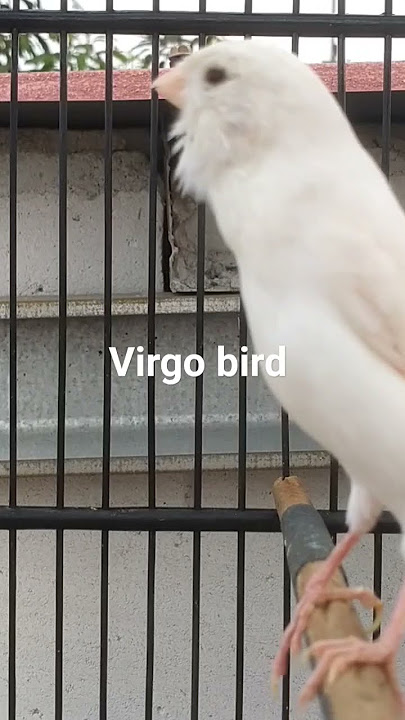 kenari isian Lovebird dan Ciblek