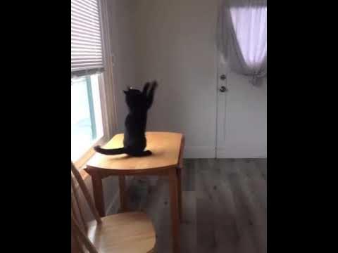 котик машет лапками - YouTube