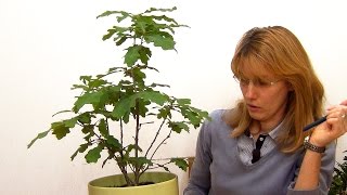 видео Как вырастить дуб из желудя в домашних условиях: посадка своими руками и уход за саженцем
