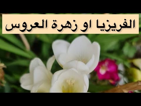 فيديو: كيف تنمو فريزياس - زراعة نباتات فريزيا والعناية بزهور فريزيا