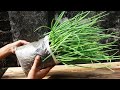 Amazing method for grow green onion in plastic bag