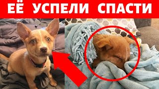 ► СОБАКУ Хотели УСЫПИТЬ и ЕЁ Забрали, Но ПЕС Оказался БОЛЕН ► СОБАКУ Хотели УСЫПИТЬ и ЕЁ Забрали, Но ПЕС Оказался БОЛЕН