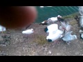 Feeding birds