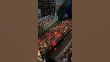 Do you know how eggs 🥚 is segregated #shorts