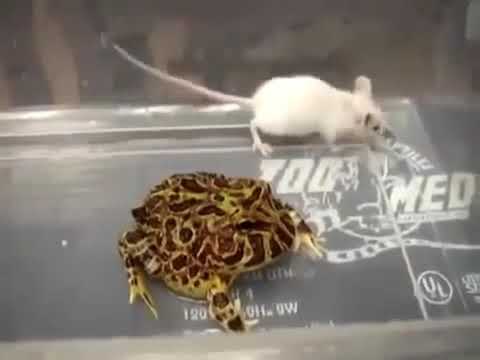 piranha 3d A toad eats a big mouse!!!