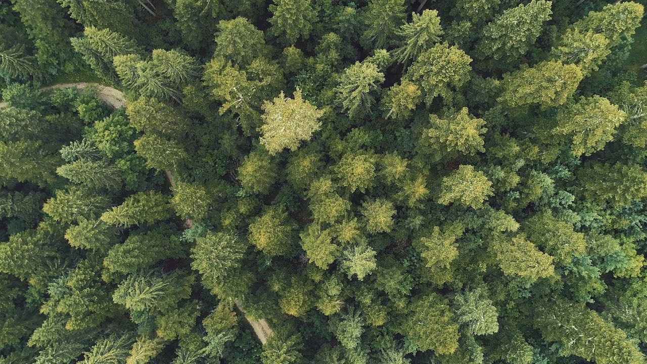 Massive wildfires are destroying forests that might not come back for decades