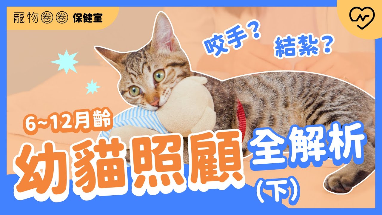 【幼貓照顧】小貓咬手怎麼辦？多大要結紮？幼貓0-12個月各階段照顧獸醫詳解（下）｜寵物圈圈保健室Ep.18 妞新聞
