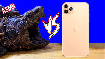 Alligator Snapping Turtle VS Phone *cardboard* 🐢 Tortoise ASMR Animal