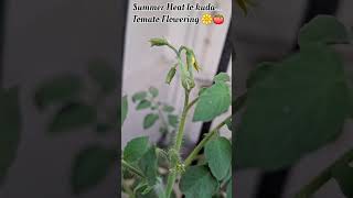 😳 60 Days Summer Heat ni Face Chesina Tomato Plants… Finally Flowering Stage! 🍅🌼