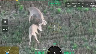 Sept 12, 2023 Two Bucks Fighting