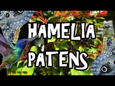 Video: Bagaimana cara memangkas paten hamelia?