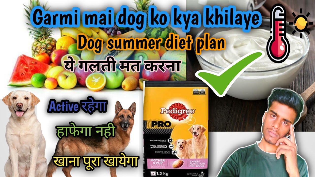 garmi-mai-dog-ko-kya-khilaye-keeping-your-dog-cool-in-summer-summer