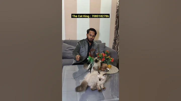 Video 11907281: himalayan female kitten, cat