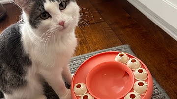 Puzzle Feeder Review – Best Choice for Indoor Cats? #ad