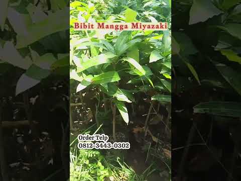 Bibit Pohon Mangga Miyazaki Ready Stok Bisa Ditabulampot
