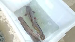 Breeder catfish ready for egg stripping.