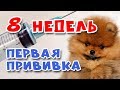 🐾 ПЕРВАЯ ПРИВИВКА щенкам. Шпицам 8 недель