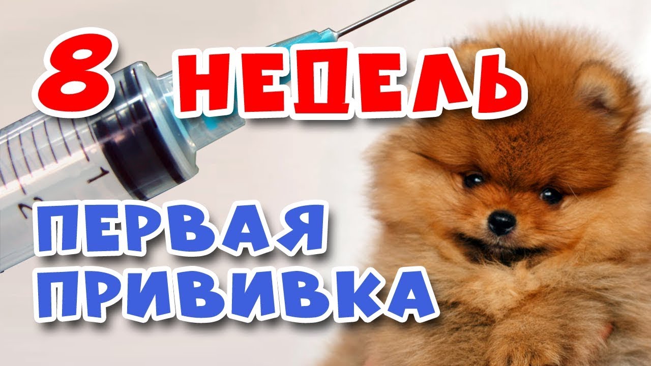 первые прививки щенкам