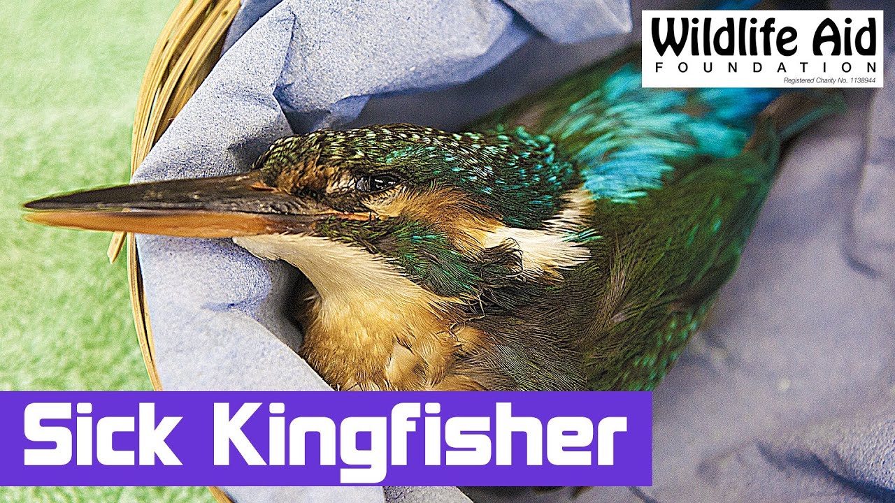 A Weak Kingfisher was brought in at the Hospital
