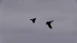 Who's Smarter, a Raven or a Crow?