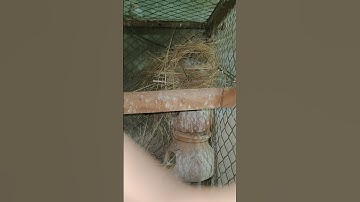 Nesting by Finch | Finch nesting material |