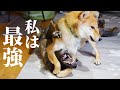 どれだけ叱られてもめげない‼甲斐犬に育てられた柴犬が最強になってしまった‼【甲斐犬・柴犬】
