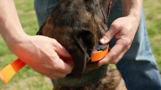 Ep.3  K9 Dog Training with Mike Ritland: Ecollar fitting and set up