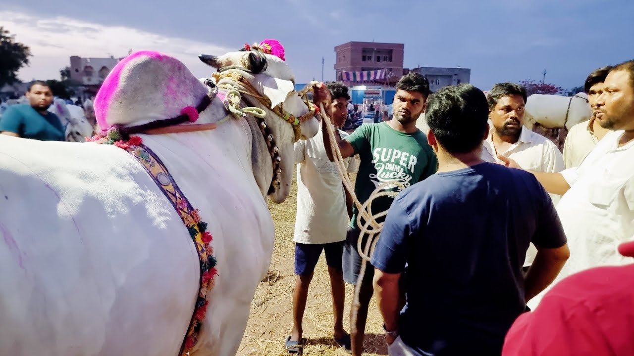 biggest bulls market in india pebbair-ongole cattles market pebbair-ox videos-bulls video-oxen price