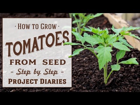 ★ How to: Grow Tomatoes from Seed (A Complete Step by Step Guide)