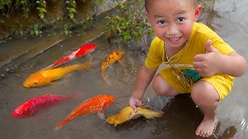 Em ổi bất ngờ bắt được cá cảnh vàng nhiều màu sắc trong ao nhỏ, cá chép, cá koi, cá vàng #cávàng