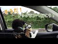 Take a drive to dogpark! | 犬猫連れのドライブでドッグランへ！