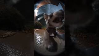 Gray Kitten Begging For Help
