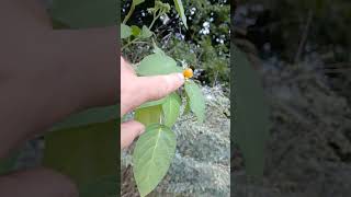 Dwarf Tamarillo, Tree Tomato, Solanum abutiloides, Absolutely Delicious! @HeirloomReviews