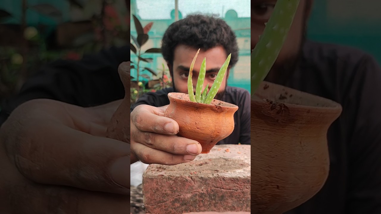 Reusing ♻️ a small clay pot ⚱️propagate Aloe vera plant 🌿🌿 #shorts #reuse #aloevera