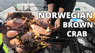 An Incredible Amount of Norwegian Brown Crab Catch