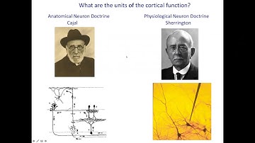 "Role of neuronal ensembles and pattern completion in perception" by Rafael Yuste