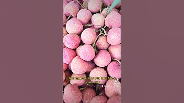 Vải thiều Lục Ngạn Bắc Giang hàng bay #vaithieu #vaithieulucngan #vaithieumaybay #thucphamhanoi