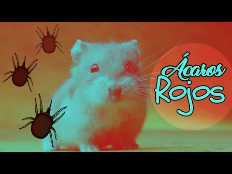 Video: Infestación De ácaros En Ratas
