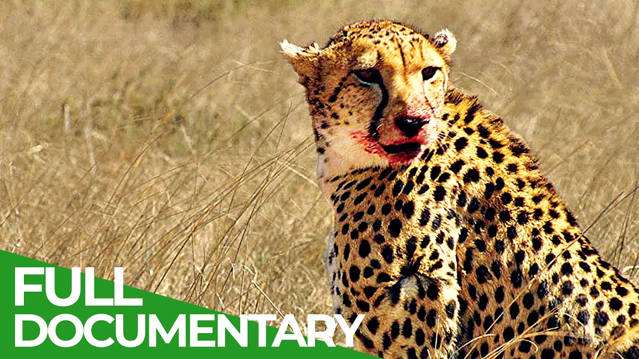 Cheetah – The Price of Speed | Free Documentary Nature - YouTube