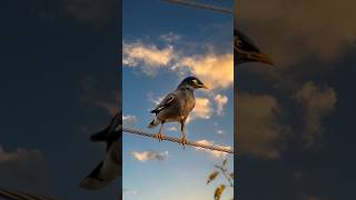Colorful Wild Birds of Pakistan | Nature Relaxing Video