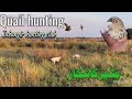 Batir ka shikar   quail hunting  jahangir and mansoor kiani  jahangir hunting club