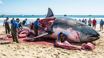 How can European fishermen catch millions of giant tuna with long lines pulled by hand?