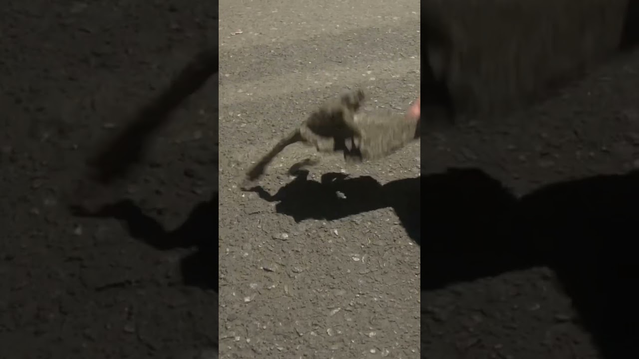 Moving toad 움직이는 두꺼비