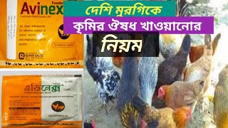 দেশি মুরগিকে কৃমির ঔষধ খাওয়ানোর নিয়ম।দেশি মুরগী পালন পদ্ধতি। মুরগির খামার।