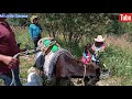 Asi es la vida del campesino - Fuimos al campo a sembrar varios arboles frutales