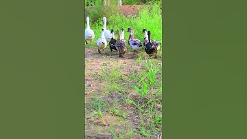 Cute ducks running lack forest | Cute duck play in forest river  #trending #cuteduck