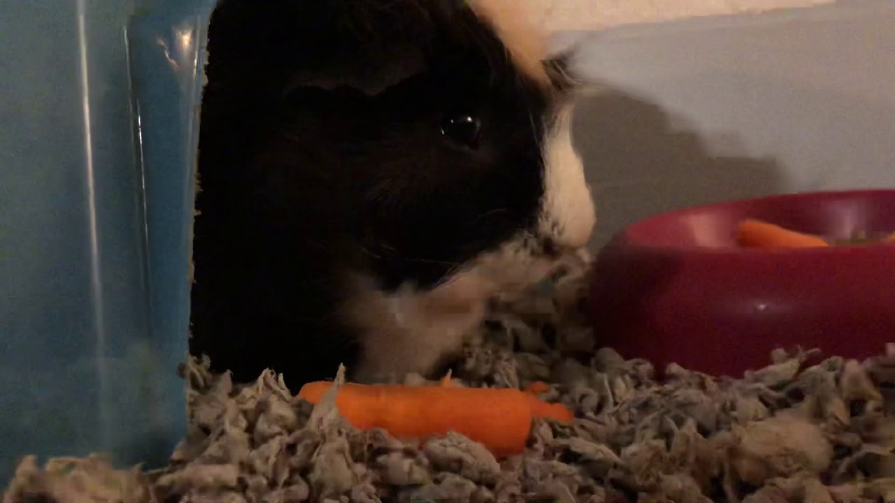 Stressed? Watch my Guinea Pig Eat a Carrot YouTube