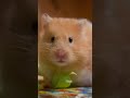 Hamster Sound