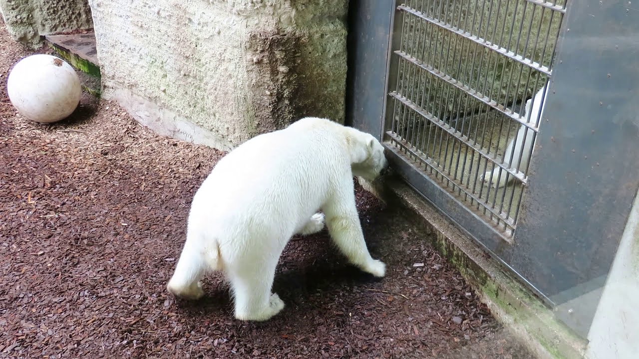 schockierende nachricht in schweden ganz und gar nicht schön bitte die Info lesen - not beautiful at all please read the info