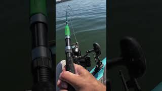 GIANT Fish Almost Spooled Me